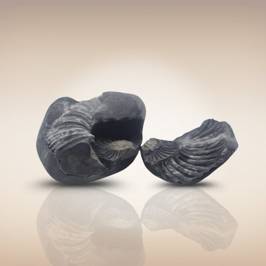 Shri Laxmi Narayan Shaligram - SH101