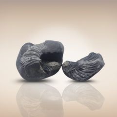 Shri Laxmi Narayan Shaligram - SH101