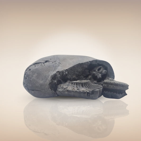 Shri Laxmi Narayan Shaligram - SH102