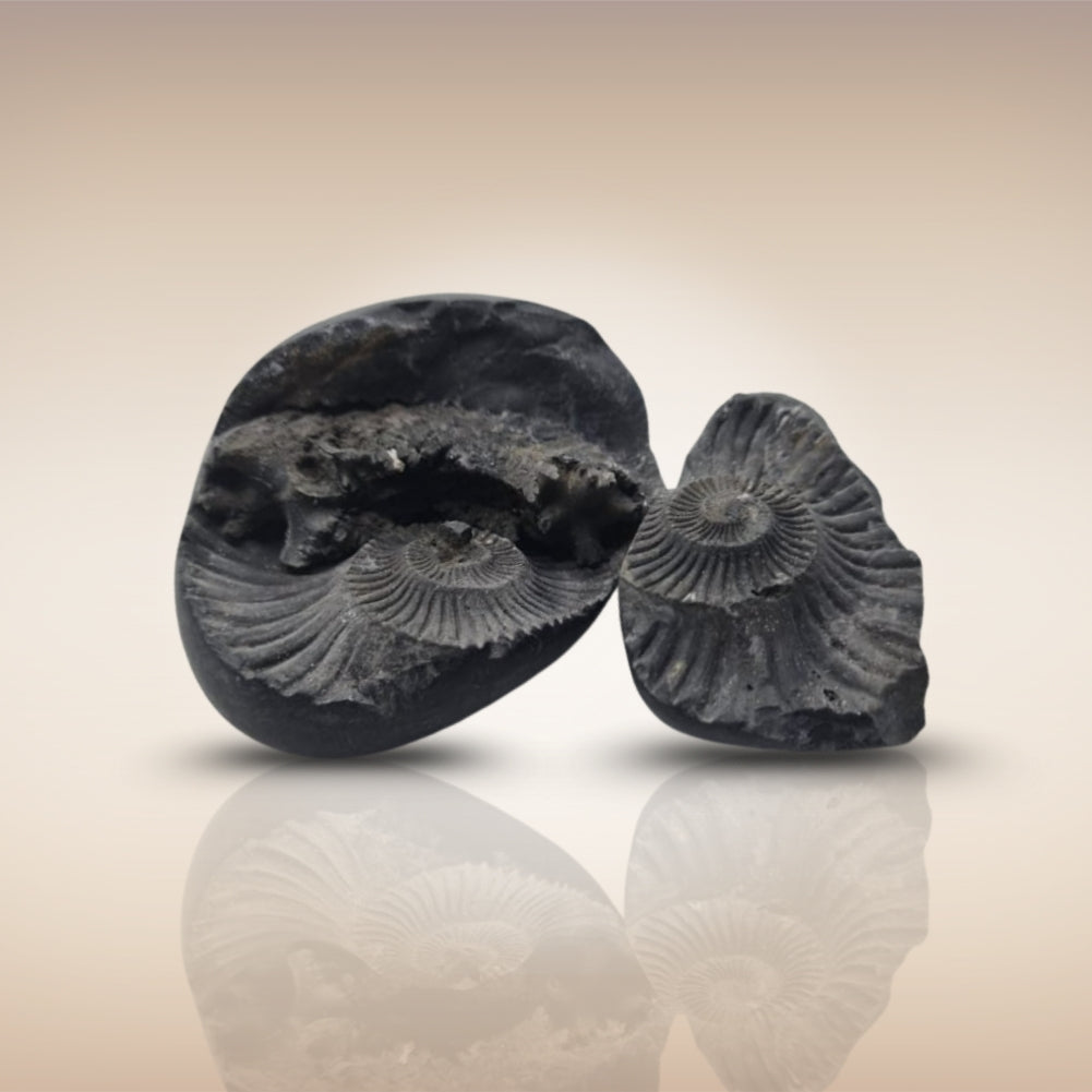 Shri Laxmi Narayan Shaligram - SH103