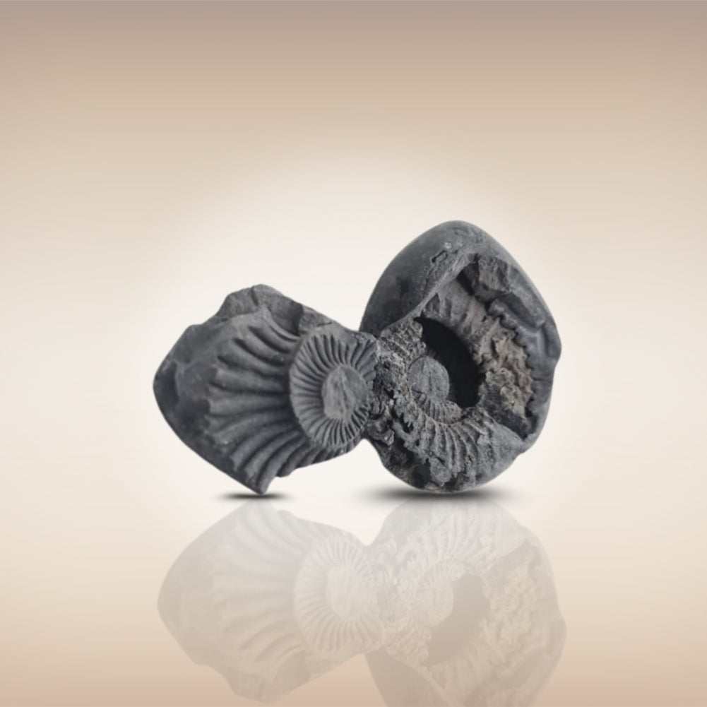 Shri Laxmi Narayan Shaligram - SH106