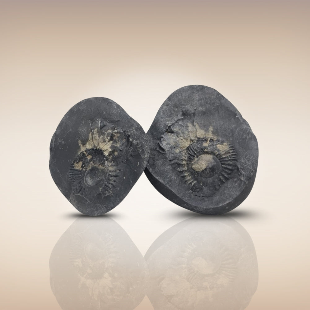 Shri Laxmi Narayan Shaligram - SH107