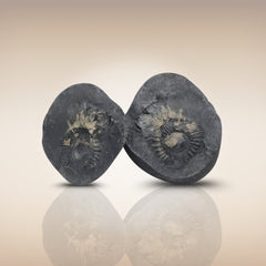 Shri Laxmi Narayan Shaligram - SH107