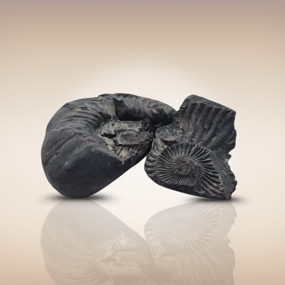 Shri Laxmi Narayan Shaligram - SH108
