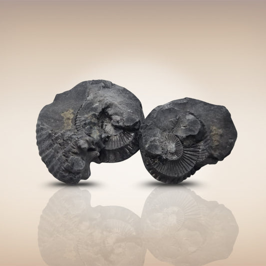 Shri Laxmi Narayan Shaligram - SH110