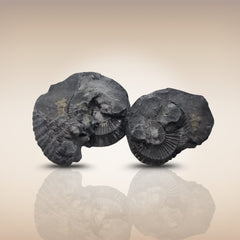 Shri Laxmi Narayan Shaligram - SH110