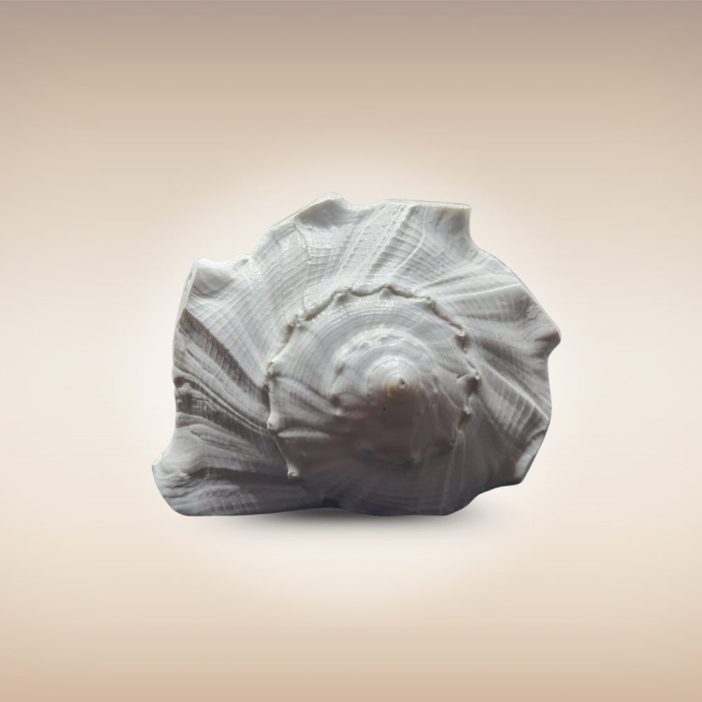 Dakshinavarti Shankh | Conch | Blowing Shankh Length 6 Inch