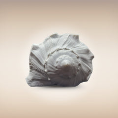 Dakshinavarti Shankh | Conch | Blowing Shankh Length 6 Inch