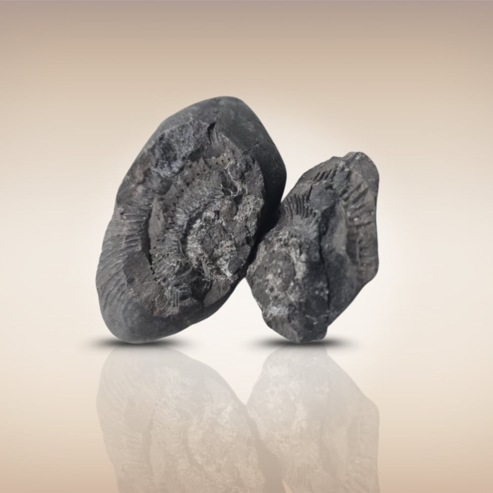 Shri Laxmi Narayan Shaligram - SH111