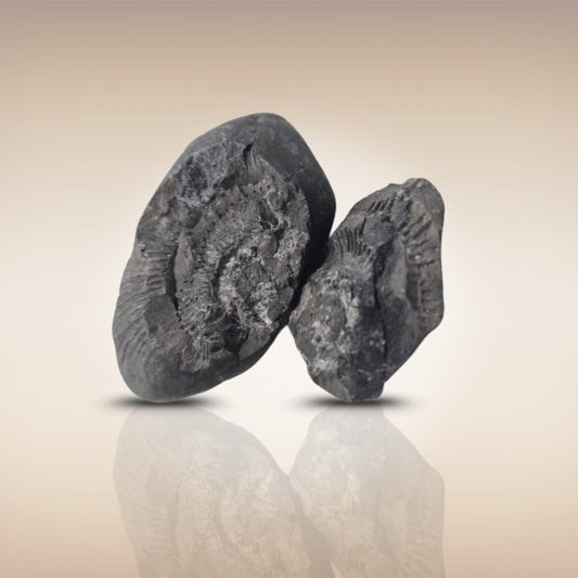 Shri Laxmi Narayan Shaligram - SH111