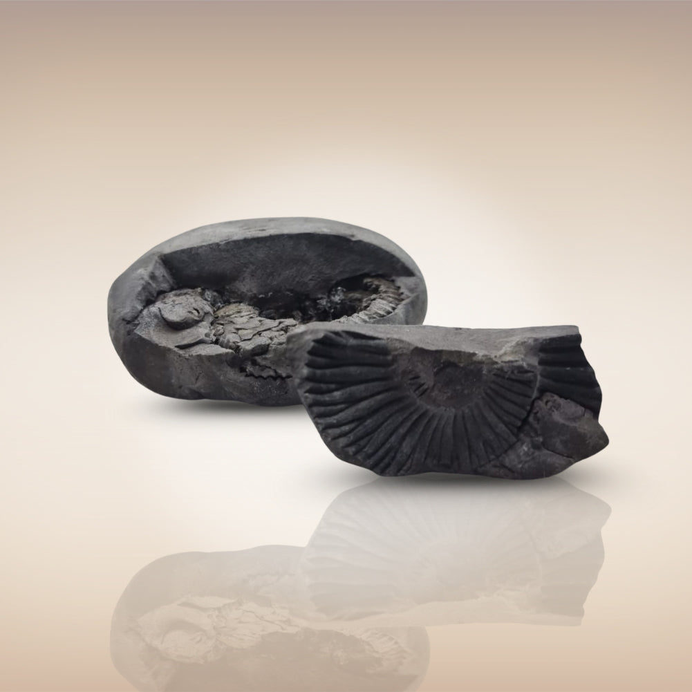 Shri Laxmi Narayan Shaligram - SH112