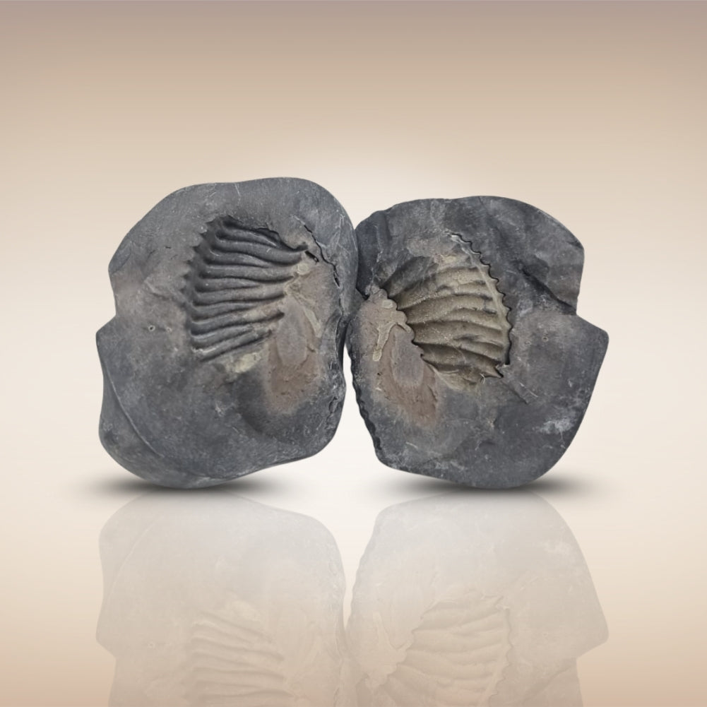 Shri Laxmi Narayan Shaligram - SH114