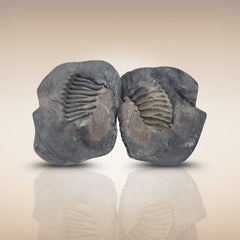 Shri Laxmi Narayan Shaligram - SH114