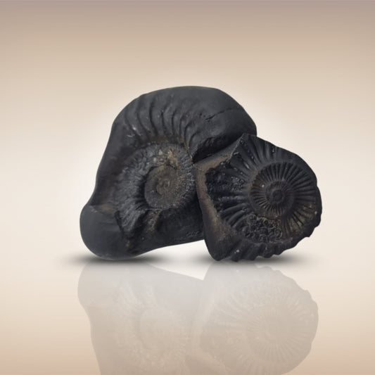 Shri Laxmi Narayan Shaligram - SH115