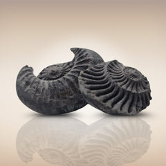 Shri Laxmi Narayan Shaligram - SH116