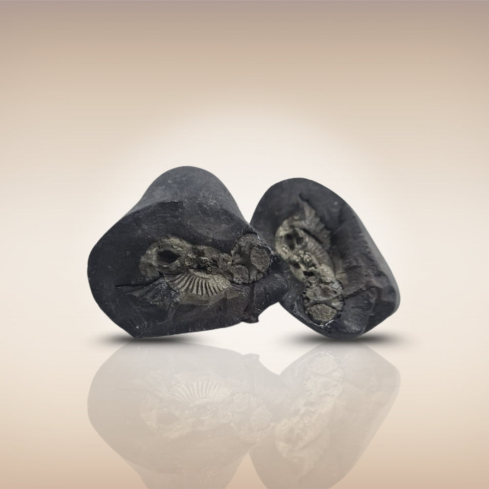 Shri Laxmi Narayan Shaligram - SH117