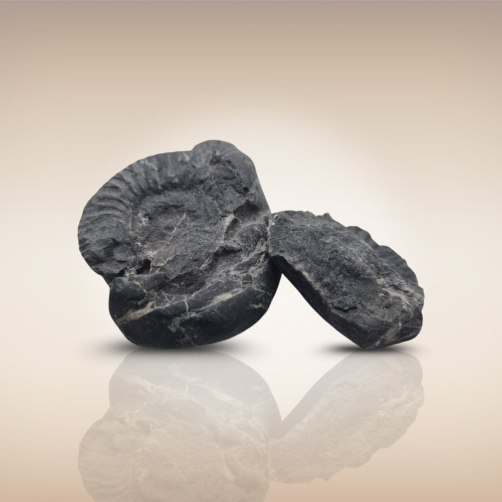 Shri Laxmi Narayan Shaligram - SH118