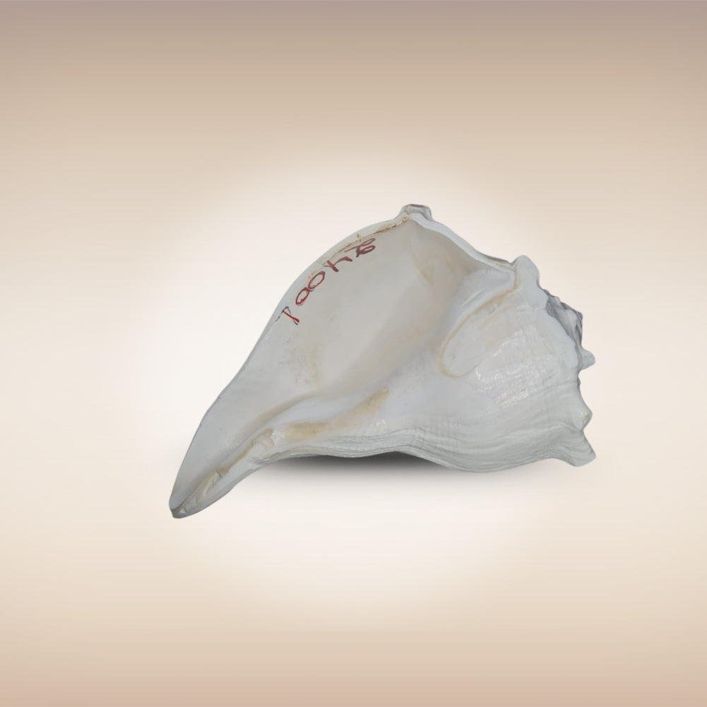 Dakshinavarti Shankh | Conch | Blowing Shankh Length 8 Inch