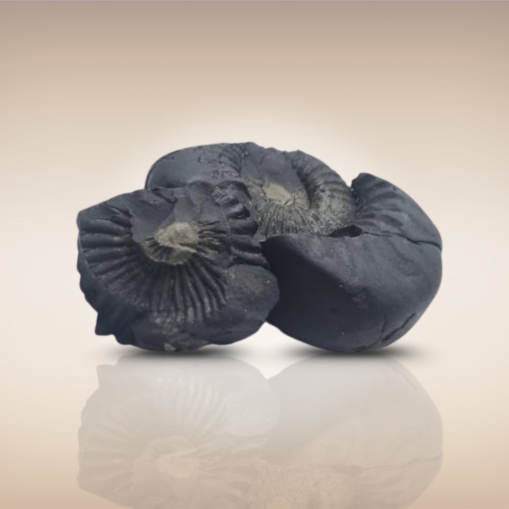 Shri Laxmi Narayan Shaligram - SH121