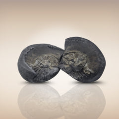 Shri Laxmi Narayan Shaligram - SH124