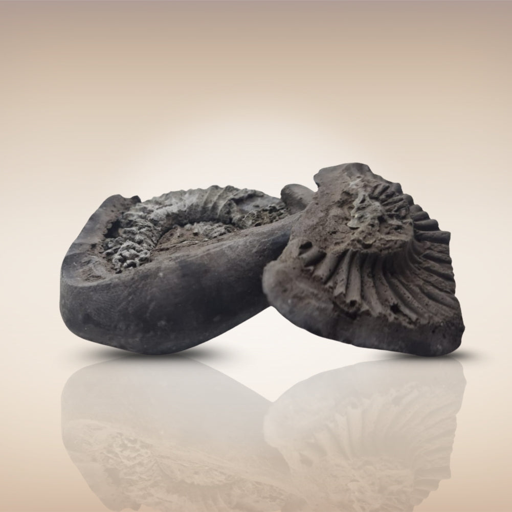 Shri Laxmi Narayan Shaligram - SH125