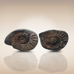 Shri Laxmi Narayan Shaligram - SH127