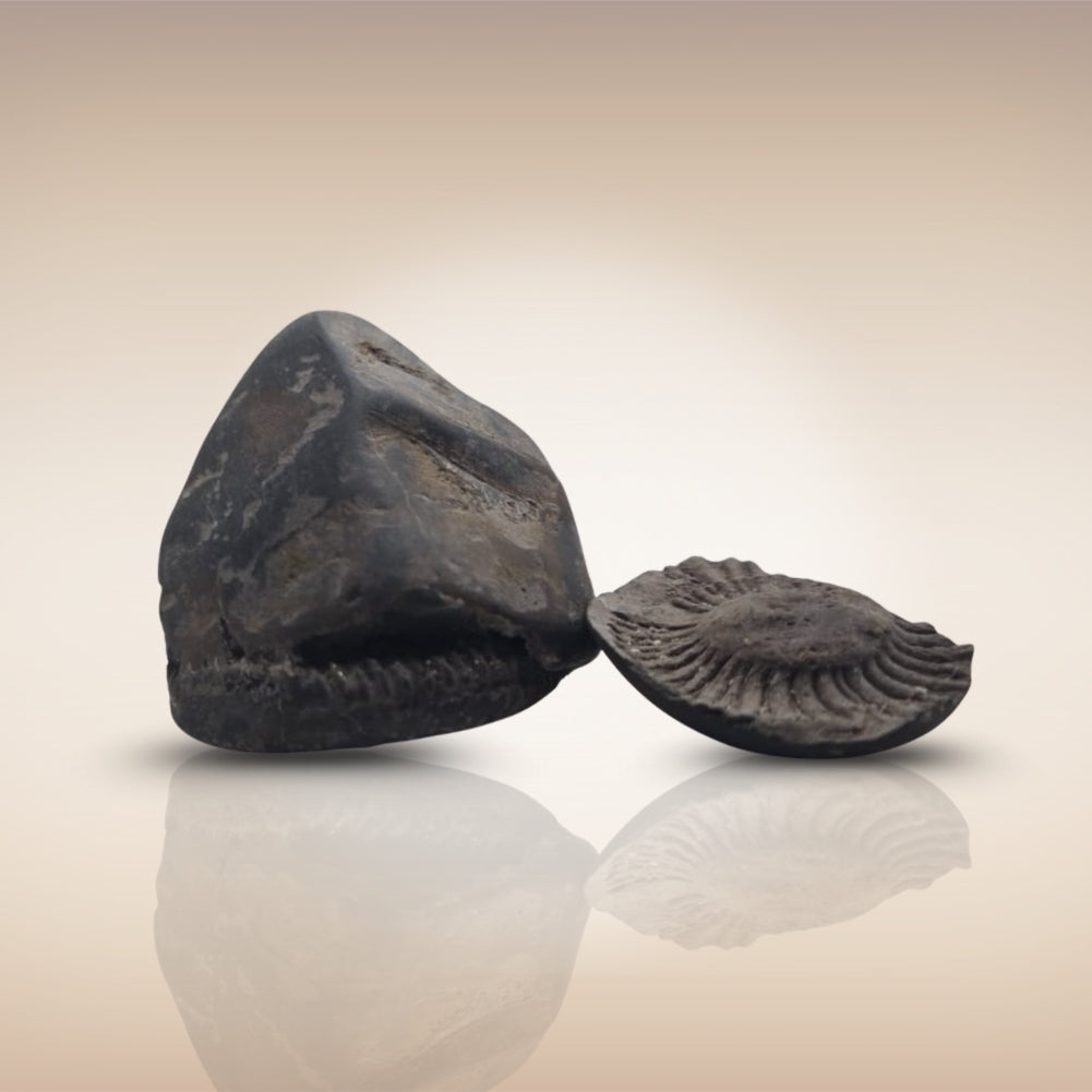 Shri Laxmi Narayan Shaligram - SH129