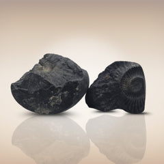 Shri Laxmi Narayan Shaligram - SH130