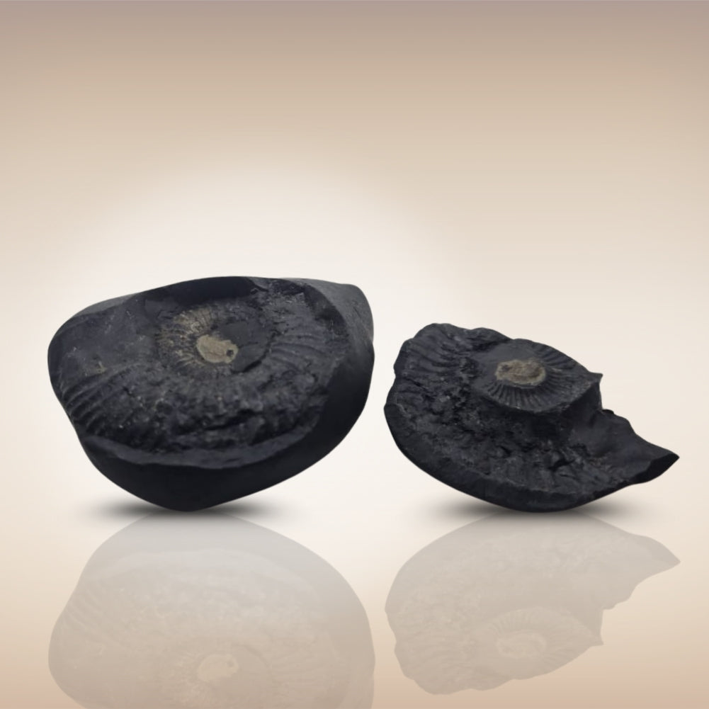 Shri Laxmi Narayan Shaligram - SH132