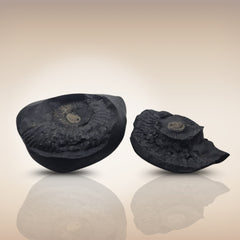 Shri Laxmi Narayan Shaligram - SH132