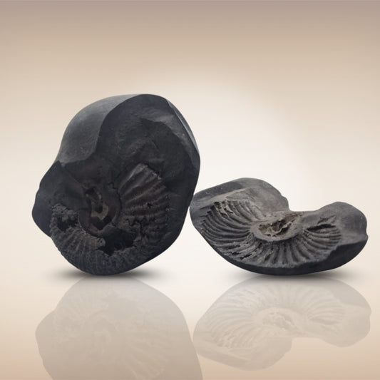 Shri Laxmi Narayan Shaligram - SH134