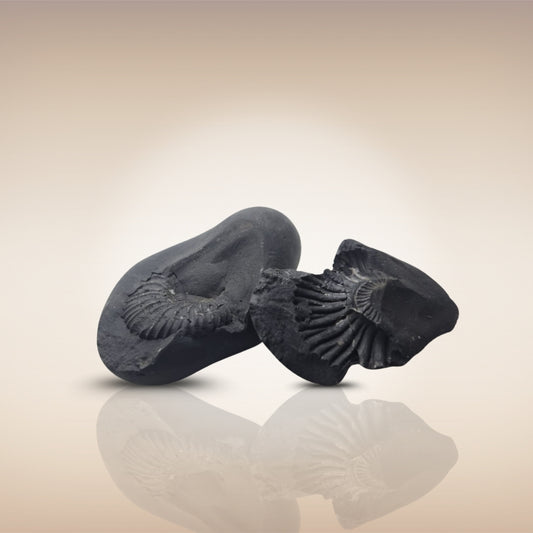 Shri Laxmi Narayan Shaligram - SH135
