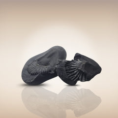 Shri Laxmi Narayan Shaligram - SH135