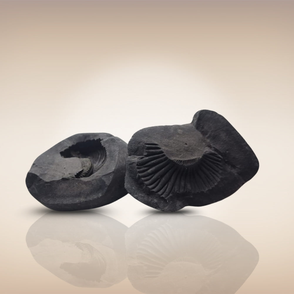 Shri Laxmi Narayan Shaligram - SH137
