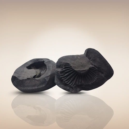 Shri Laxmi Narayan Shaligram - SH137