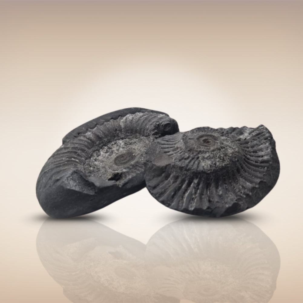 Shri Laxmi Narayan Shaligram - SH138