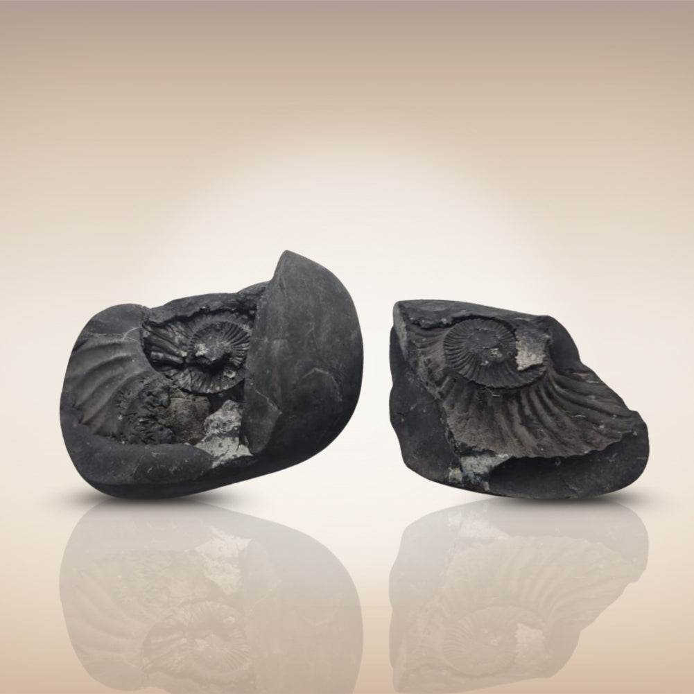 Shri Laxmi Narayan Shaligram - SH139