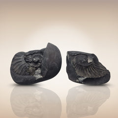 Shri Laxmi Narayan Shaligram - SH139