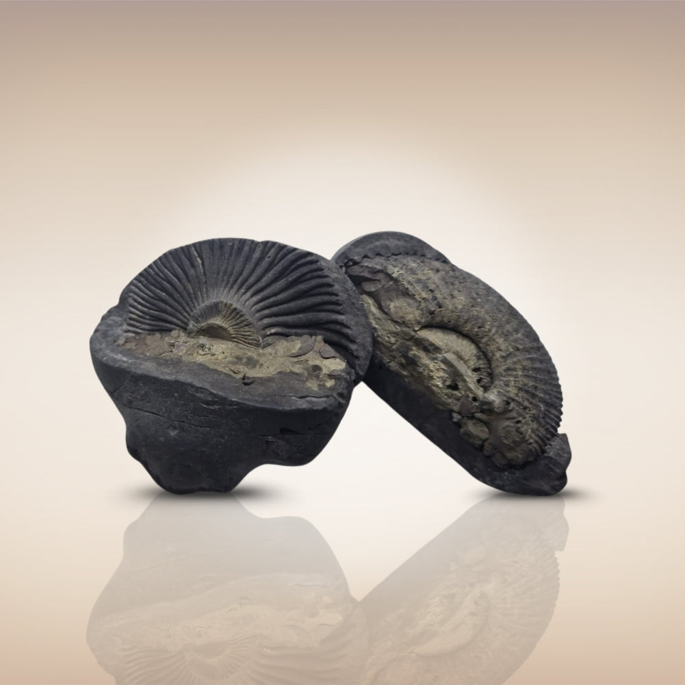 Shri Laxmi Narayan Shaligram - SH140