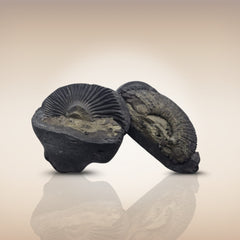 Shri Laxmi Narayan Shaligram - SH140