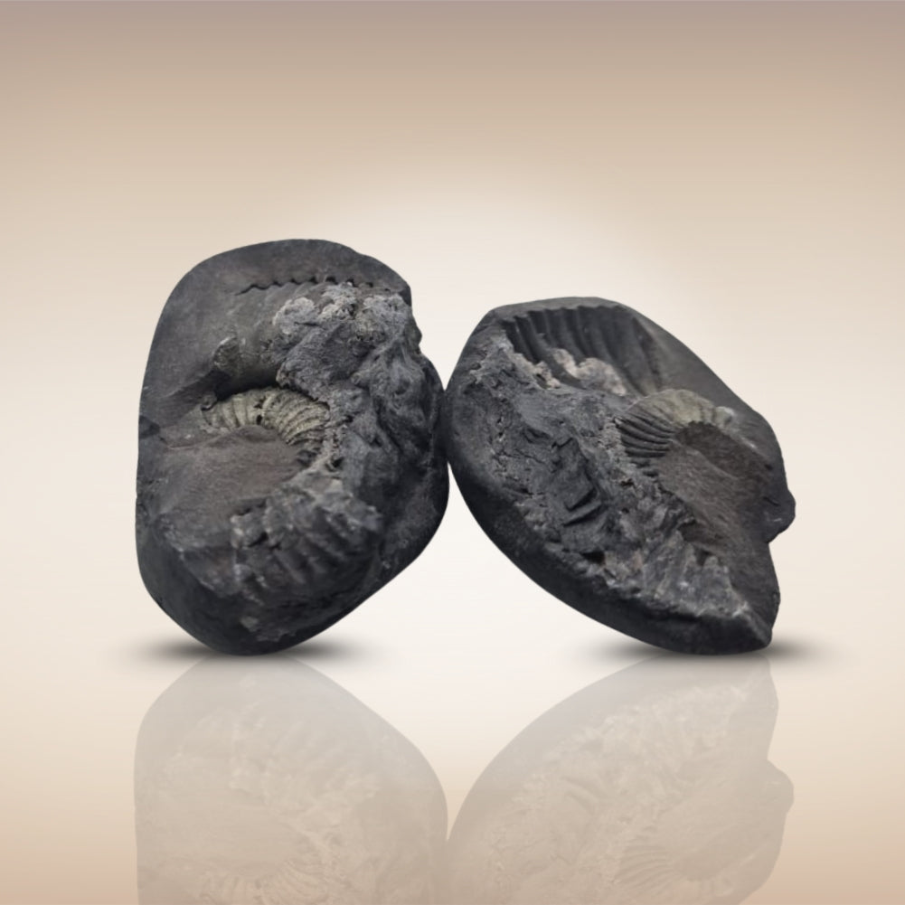 Shri Laxmi Narayan Shaligram - SH141