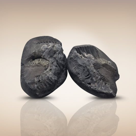 Shri Laxmi Narayan Shaligram - SH141