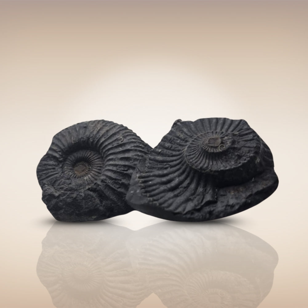 Shri Laxmi Narayan Shaligram - SH142