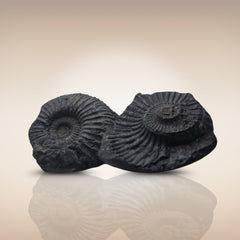 Shri Laxmi Narayan Shaligram - SH142