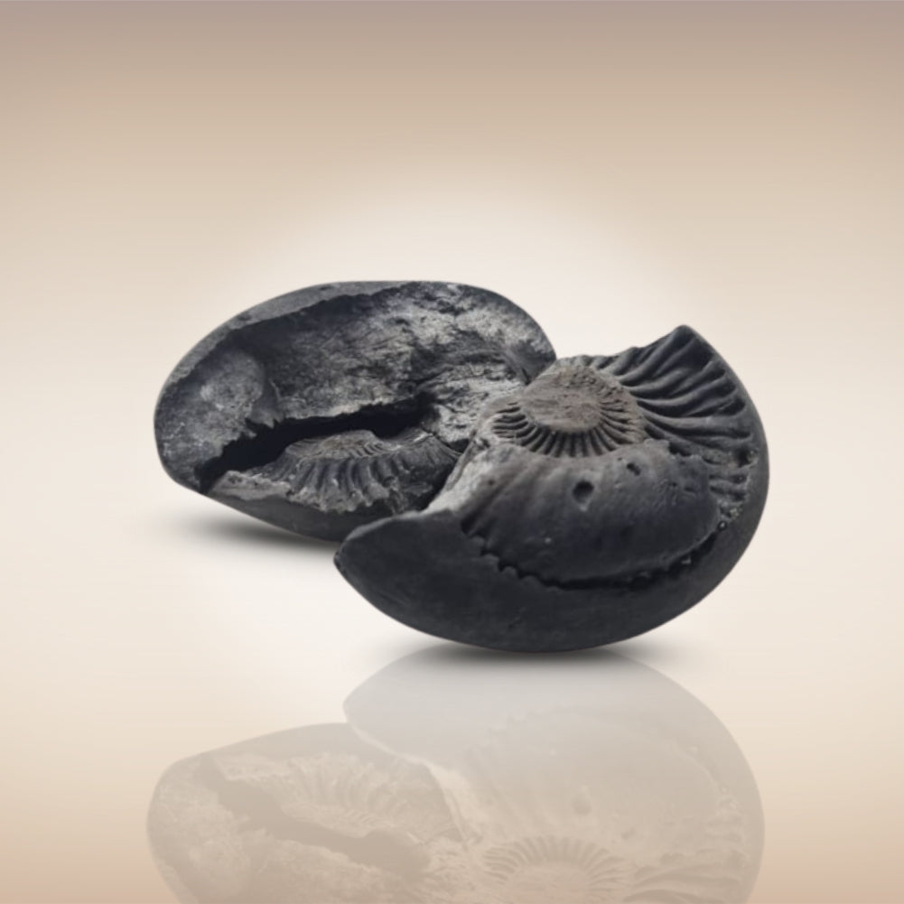 Shri Laxmi Narayan Shaligram - SH143
