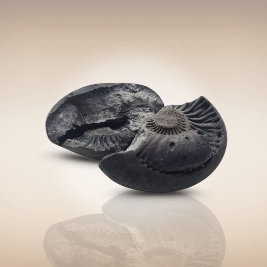 Shri Laxmi Narayan Shaligram - SH143