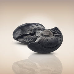 Shri Laxmi Narayan Shaligram - SH143