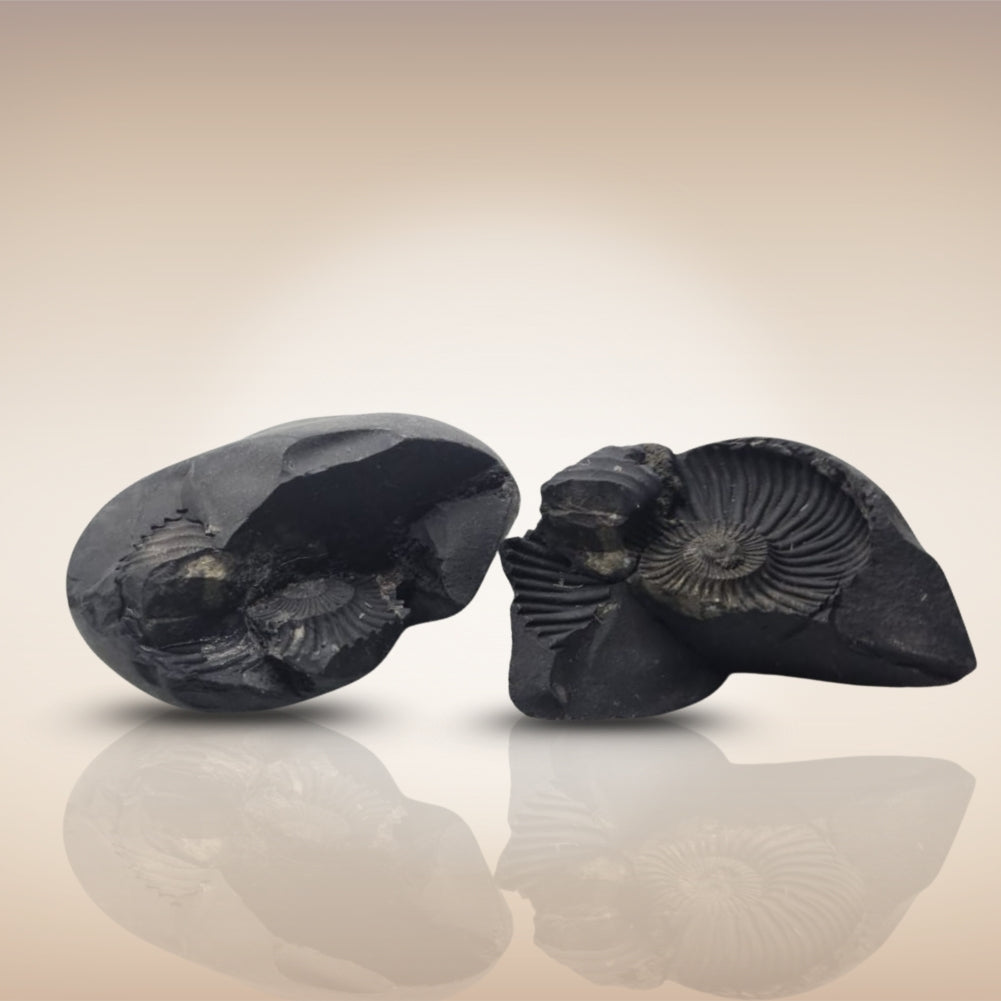 Shri Laxmi Narayan Shaligram - SH147