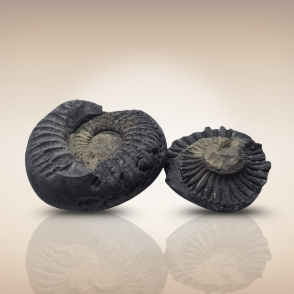 Shri Laxmi Narayan Shaligram - SH148
