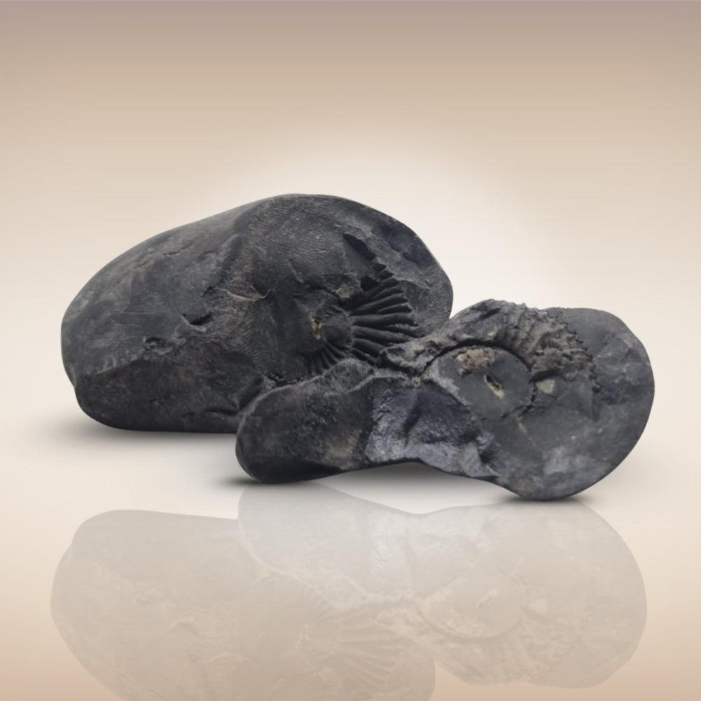 Shri Laxmi Narayan Shaligram - SH149